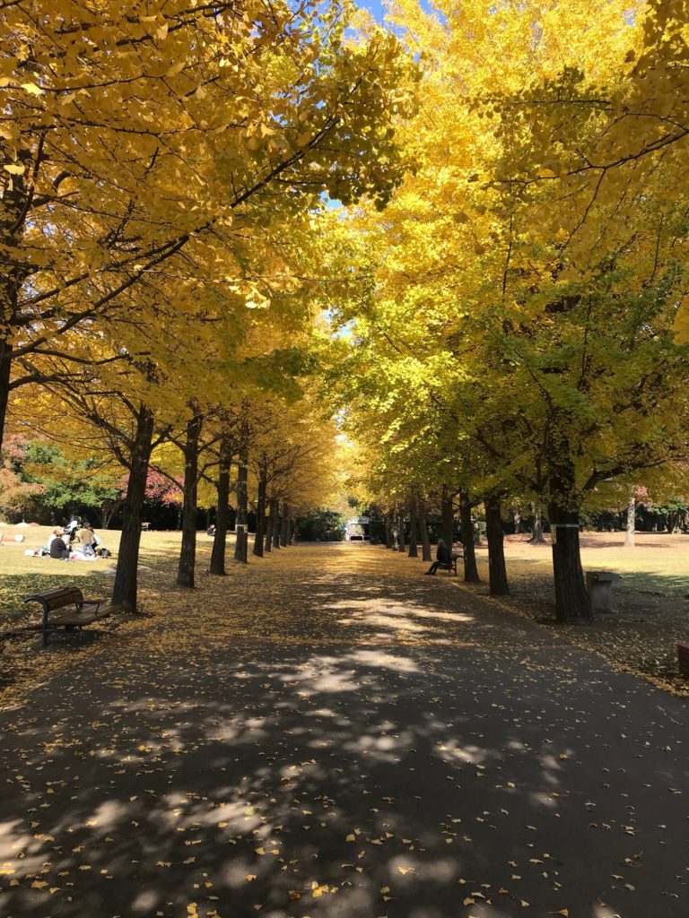 秋の紅葉　in 藤沢